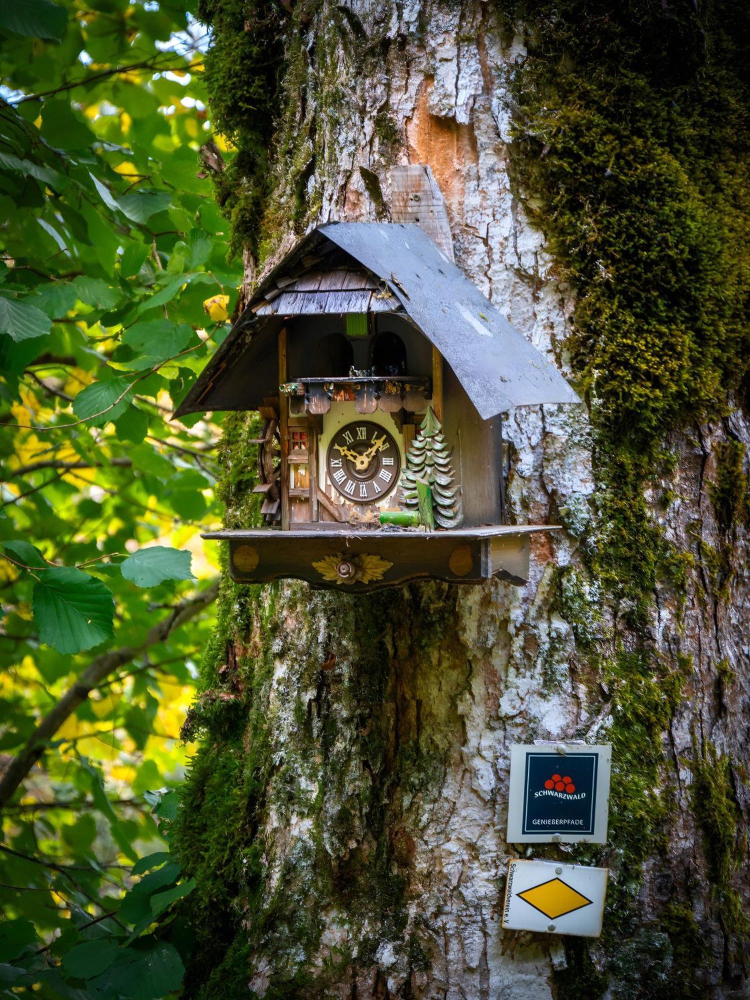 Landhaus Panoramablick Schonach im Schwarzwald Exteriér fotografie